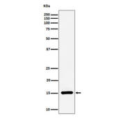 Western blot analysis of Histone H3 (symmetric di methyl R17) expression in HeLa cell lysate using Histone H3 (symmetric di methyl R17) antibody. Predicted molecular weight ~15 kDa.