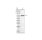 Western blot analysis of SYT17 using anti-SYT17 antibody. Electrophoresis was performed on a 10% SDS-PAGE gel at 80V (Stacking gel) / 120V (Resolving gel) for 2 hours. Lane 1: human PC-3 whole cell lysates. After electrophoresis, proteins were transferred to a nitrocellulose membrane at 150 mA for 50-90 minutes. Blocked the membrane with 5% non-fat milk/TBS for 1.5 hour at RT. The membrane was incubated with rabbit anti-SYT17 antibody at 0.5 ug/ml overnight at 4oC, then washed with TBS-0.1%Tween 3 times with 5 minutes each and probed with a goat anti-rabbit IgG-HRP secondary antibody at a dilution of 1:5000 for 1.5 hour at RT. The signal was developed using an ECL Plus Western Blotting Substrate. A band is observed just above the 70 kDa marker, consistent with the glycosylated and membrane-associated form of SYT17 (predicted 54 kDa) known to migrate slower than its theoretical mass.