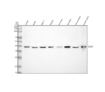 Western blot analysis of GLRX3 using anti-GLRX3 antibody. Lane 1: human Jurkat whole cell lysates, Lane 2: human whole cell lysates, Lane 3: human MCF-7 whole cell lysates, Lane 4: human HepG2 whole cell lysates, Lane 5: rat brain tissue lysates, Lane 6: rat testis tissue lysates, Lane 7: mouse brain tissue lysates, Lane 8: mouse testis tissue lysates. After electrophoresis, proteins were transferred to a nitrocellulose membrane at 150 mA for 50-90 minutes. Blocked the membrane with 5% non-fat milk/TBS for 1.5 hour at RT. The membrane was incubated with rabbit anti-GLRX3 antibody at 0.5 ug/ml overnight at 4oC, then washed with TBS-0.1%Tween 3 times with 5 minutes each and probed with a goat anti-rabbit IgG-HRP secondary antibody at a dilution of 1:5000 for 1.5 hour at RT. The signal was developed using enhanced chemiluminescent. The expected molecular weight of GLRX3 is ~37 kDa.