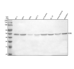 Western blot analysis of EGR2 using anti-EGR2 antibody. Lane 1: human PC-3 whole cell lysates, Lane 2: human U251 whole cell lysates, Lane 3: human U20S whole cell lysates, Lane 4: human MCF-7 whole cell lysates, Lane 5: rat thymus tissue lysates, Lane 6: rat PC-12 whole cell lysates, Lane 7: mouse thymus tissue lysates, Lane 8: mouse Raw264.7 whole cell lysates. After electrophoresis, proteins were transferred to a nitrocellulose membrane at 150 mA for 50-90 minutes. Blocked the membrane with 5% non-fat milk/TBS for 1.5 hour at RT. The membrane was incubated with rabbit anti-EGR2 antibody at 0.5 ug/ml overnight at 4oC, then washed with TBS-0.1%Tween 3 times with 5 minutes each and probed with a goat anti-rabbit IgG-HRP secondary antibody at a dilution of 1:5000 for 1.5 hour at RT. The signal was developed using enhanced chemiluminescent. A specific band was detected for EGR2 at approximately 50 kDa. The predicted molecular weight of EGR2 is at 50 kDa and 45 kDa (two isoforms).