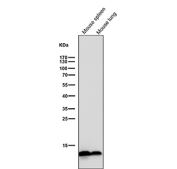 All lanes use the Histone H2B (crotonyl K12) antibody at 1:500 dilution for 1 hour at room temperature. Predicted molecular weight ~14 kDa.