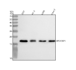 Western blot analysis of RPS19BP1 using anti-RPS19BP1 antibody. Electrophoresis was performed on a 12% SDS-PAGE gel at 80V (Stacking gel) / 120V (Resolving gel) for 2 hours. Lane 1: human 293T whole cell lysates, Lane 2: human PC-3 whole cell lysates, Lane 3: human U20S whole cell lysates, Lane 4: human Caco-2 whole cell lysates. After electrophoresis, proteins were transferred to a nitrocellulose membrane at 150 mA for 50-90 minutes. Blocked the membrane with 5% non-fat milk/TBS for 1.5 hour at RT. The membrane was incubated with rabbit anti-RPS19BP1 antibody at 0.5 ug/ml overnight at 4oC, then washed with TBS-0.1%Tween 3 times with 5 minutes each and probed with a goat anti-rabbit IgG-HRP secondary antibody at a dilution of 1:5000 for 1.5 hour at RT. The signal was developed using an ECL Plus Western Blotting Substrate. The expected molecular weight of RPS19BP1 is ~15 kDa.
