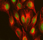 Immunofluorescent staining of RPS19BP1 using anti-RPS19BP1 antibody (green) and anti-Beta Tubulin antibody (red). RPS19BP1 was detected in an immunocytochemical section of U2OS cells. Enzyme antigen retrieval was performed using IHC enzyme antigen retrieval reagent for 15 mins. The cells were blocked with 10% goat serum. And then incubated with 5 ug/ml rabbit anti-RPS19BP1 antibody and mouse anti-Beta Tubulin antibody overnight at 4oC. DyLight 488 Conjugated Goat Anti-Rabbit IgG and Cy3 Conjugated Goat Anti-Mouse IgG were used as secondary antibody at 1:500 dilution and incubated for 30 minutes at 37oC. Visualize using a fluorescence microscope and filter sets appropriate for the label used.