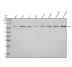 Western blot analysis of MID2 using anti-MID2 antibody. Electrophoresis was performed on a 10% SDS-PAGE gel at 80V (Stacking gel) / 120V (Resolving gel) for 2 hours. Lane 1: human MCF-7 whole cell lysates, Lane 2: human SIHA whole cell lysates, Lane 3: human PC-3 whole cell lysates, Lane 4: human whole cell lysates, Lane 5: rat lung tissue lysates, Lane 6: rat brain tissue lysates, Lane 7: mouse lung tissue lysates, Lane 8: mouse brain tissue lysates. After electrophoresis, proteins were transferred to a nitrocellulose membrane at 150 mA for 50-90 minutes. Blocked the membrane with 5% non-fat milk/TBS for 1.5 hour at RT. The membrane was incubated with rabbit anti-MID2 antibody at 0.5 ug/ml overnight at 4oC, then washed with TBS-0.1%Tween 3 times with 5 minutes each and probed with a goat anti-rabbit IgG-HRP secondary antibody at a dilution of 1:5000 for 1.5 hour at RT. The signal was developed using an ECL Plus Western Blotting Substrate. A specific band was detected for MID2 at approximately 83 kDa. The expected molecular weight of MID2 is ~83 kDa.