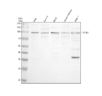 Western blot analysis of TPCN2 using anti-TPCN2 antibody. Electrophoresis was performed on a 10% SDS-PAGE gel at 80V (Stacking gel) / 120V (Resolving gel) for 2 hours. Lane 1: human Hela whole cell lysates, Lane 2: human Caco-2 whole cell lysates Lane 3: rat RH35 whole cell lysates, Lane 4: mouse thymus tissue lysates, Lane 5: mouse Ana-1 whole cell lysates. After electrophoresis, proteins were transferred to a nitrocellulose membrane at 150 mA for 50-90 minutes. Blocked the membrane with 5% non-fat milk/TBS for 1.5 hour at RT. The membrane was incubated with rabbit anti-TPCN2 antibody at 0.5 ug/ml overnight at 4oC, then washed with TBS-0.1%Tween 3 times with 5 minutes each and probed with a goat anti-rabbit IgG-HRP secondary antibody at a dilution of 1:5000 for 1.5 hour at RT. The signal was developed using an ECL Plus Western Blotting Substrate. A predominant band is observed at ~95 kDa, above the ~85 kDa calculated mass, consistent with glycosylated membrane-associated TPCN2. Lighter lower bands likely represent less-glycosylated or proteolytically processed forms.
