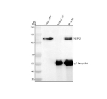 Immunoprecipitating NLRP2 in whole cell lysate. Western blot analysis of NLRP2 using anti-NLRP2 antibody. Lane 1: whole cell lysates (30ug) Lane 2: Rabbit control IgG instead of anti-NLRP2 antibody in whole cell lysate. Lane 3: anti-NLRP2 antibody (2ug) + whole cell lysate (500ug) After electrophoresis, proteins were transferred to a membrane. Then the membrane was incubated with rabbit anti-NLRP2 antibody at a dilution of 0.5 ug/ml and probed with a goat anti-rabbit IgG-HRP secondary antibody. The signal is developed using ECL Plus Western Blotting Substrate. A specific band was detected for NLRP2 at approximately 121 kDa. The expected molecular weight of NLRP2 is at 121 kDa.