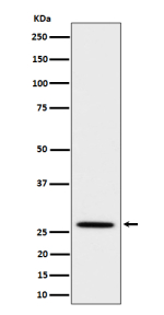 Western blot analysis of Adiponectin expression in mouse kidney cell lysate using Adipoq antibody. Predicted molecular weight ~27 kDa.