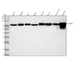 Western blot analysis of PGLYRP2 using anti-PGLYRP2 antibody. Lane 1: human MCF-7 whole cell lysates, Lane 2: human HepG2 whole cell lysates, Lane 3: human RT4 whole cell lysates, Lane 4: human K562 whole cell lysates, Lane 5: rat liver tissue lysates, Lane 6: rat RH-35 whole cell lysates, Lane 7: mouse liver tissue lysates, Lane 8: mouse Hepa1-6 whole cell lysates. After electrophoresis, proteins were transferred to a nitrocellulose membrane at 150 mA for 50-90 minutes. Blocked the membrane with 5% non-fat milk/TBS for 1.5 hour at RT. The membrane was incubated with rabbit anti-PGLYRP2 antibody at 0.25 ug/ml overnight at 4oC, then washed with TBS-0.1%Tween 3 times with 5 minutes each and probed with a goat anti-rabbit IgG-HRP secondary antibody at a dilution of 1:5000 for 1.5 hour at RT. The signal was developed using enhanced chemiluminescent. A predominant band is observed just above ~70 kDa, consistent with glycosylated, secreted PGLYRP2 migrating above its ~62 kDa calculated mass; minor lower species likely represent less-glycosylated or processed forms.