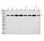 Western blot analysis of DVL2 using anti-DVL2 antibody. Lane 1: human HepG2 whole cell lysates, Lane 2: human MCF-7 whole cell lysates, Lane 3: human whole cell lysates, Lane 4: human Hela whole cell lysates, Lane 5: rat thymus tissue lysates, Lane 6: rat C6 whole cell lysates, Lane 7: mouse thymus tissue lysates, Lane 8: mouse NIH/3T3 whole cell lysates. After electrophoresis, proteins were transferred to a nitrocellulose membrane at 150 mA for 50-90 minutes. Blocked the membrane with 5% non-fat milk/TBS for 1.5 hour at RT. The membrane was incubated with rabbit anti-DVL2 antibody at 0.5 ug/ml overnight at 4oC, then washed with TBS-0.1%Tween 3 times with 5 minutes each and probed with a goat anti-rabbit IgG-HRP secondary antibody at a dilution of 1:5000 for 1.5 hour at RT. The signal was developed using enhanced chemiluminescent. The expected molecular weight of DVL2 is ~79 kDa.