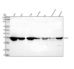 Western blot analysis of Annexin using anti-Annexin antibody. Lane 1: human whole cell lysates, Lane 2: human Hela whole cell lysates, Lane 3: human K562 whole cell lysates, Lane 4: rat brain tissue lysates, Lane 5: rat C6 whole cell lysates, Lane 6: mouse brain tissue lysates, Lane 7: mouse NIH/3T3 whole cell lysates. After electrophoresis, proteins were transferred to a nitrocellulose membrane at 150 mA for 50-90 minutes. Blocked the membrane with 5% non-fat milk/TBS for 1.5 hour at RT. The membrane was incubated with rabbit anti-Annexin antibody at 0.5 ug/ml overnight at 4oC, then washed with TBS-0.1%Tween 3 times with 5 minutes each and probed with a goat anti-rabbit IgG-HRP secondary antibody at a dilution of 1:5000 for 1.5 hour at RT. The signal was developed using enhanced chemiluminescent. A characteristic doublet is observed near ~38 kDa, corresponding to phosphorylated and unmodified or N-terminally cleaved forms of Annexin A1, as reported in the literature.