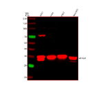 Western blot analysis of Annexin using anti-Annexin antibody. Lane 1: human whole cell lysates, Lane 2: human Hela whole cell lysates, Lane 3: human K562 whole cell lysates, Lane 4: human NIH/3T3 whole cell lysates. After electrophoresis, proteins were transferred to a nitrocellulose membrane at 150 mA for 50-90 minutes. Blocked the membrane with 5% non-fat milk/TBS for 1.5 hour at RT. The membrane was incubated with rabbit anti-Annexin antibody at 0.5 ug/ml overnight at 4oC, then washed with TBS-0.1%Tween 3 times with 5 minutes each and probed with a goat anti-rabbit IgG-DyLight 647 Conjugated secondary antibody at a dilution of 1:2000 for 1.5 hour at RT. A characteristic doublet is observed near ~38 kDa, corresponding to phosphorylated and unmodified or N-terminally cleaved forms of Annexin A1, as reported in the literature.