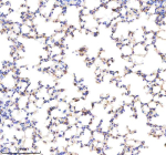 Immunohistochemical staining of Annexin using anti-Annexin antibody. Annexin was detected in a paraffin-embedded section of mouse lung tissue. Heat mediated antigen retrieval was performed in EDTA buffer (pH 8.0, epitope retrieval solution). The tissue section was blocked with 10% goat serum. The tissue section was then incubated with 2 ug/ml rabbit anti-Annexin antibody overnight at 4oC. Peroxidase Conjugated Goat Anti-rabbit IgG was used as secondary antibody and incubated for 30 minutes at 37oC. The tissue section was developed using an HRP secondary and DAB substrate.