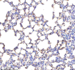 Immunohistochemical staining of Annexin using anti-Annexin antibody. Annexin was detected in a paraffin-embedded section of rat lung tissue. Heat mediated antigen retrieval was performed in EDTA buffer (pH 8.0, epitope retrieval solution). The tissue section was blocked with 10% goat serum. The tissue section was then incubated with 2 ug/ml rabbit anti-Annexin antibody overnight at 4oC. Peroxidase Conjugated Goat Anti-rabbit IgG was used as secondary antibody and incubated for 30 minutes at 37oC. The tissue section was developed using an HRP secondary and DAB substrate.