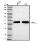 Western blot analysis of GNAI2 using anti-GNAI2 antibody. Lane 1: human U-87MG whole cell lysates, Lane 2: human HEL whole cell lysates. After electrophoresis, proteins were transferred to a nitrocellulose membrane at 150 mA for 50-90 minutes. Blocked the membrane with 5% non-fat milk/TBS for 1.5 hour at RT. The membrane was incubated with rabbit anti-GNAI2 antibody at 0.25 ug/ml overnight at 4oC, then washed with TBS-0.1%Tween 3 times with 5 minutes each and probed with a goat anti-rabbit IgG-HRP secondary antibody at a dilution of 1:5000 for 1.5 hour at RT. The signal was developed using enhanced chemiluminescent. A specific band was detected for GNAI2 at approximately 40 kDa. The expected molecular weight of GNAI2 is ~40 kDa.