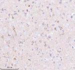 Immunohistochemical staining of GNAI2 using anti-GNAI2 antibody. GNAI2 was detected in a paraffin-embedded section of rat brain tissue. Heat mediated antigen retrieval was performed in EDTA buffer (pH 8.0, epitope retrieval solution). The tissue section was blocked with 10% goat serum. The tissue section was then incubated with 2 ug/ml rabbit anti-GNAI2 antibody overnight at 4oC. Peroxidase Conjugated Goat Anti-rabbit IgG was used as secondary antibody and incubated for 30 minutes at 37oC. The tissue section was developed using an HRP secondary and DAB substrate.