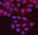 Immunofluorescent staining of GNAI2 using anti-GNAI2 antibody (red). GNAI2 was detected in an immunocytochemical section of HELA cells. Enzyme antigen retrieval was performed using IHC enzyme antigen retrieval reagent for 15 mins. The cells were blocked with 10% goat serum. And then incubated with 5 ug/ml rabbit anti-GNAI2 antibody overnight at 4oC. Cy3 Conjugated Goat Anti-Rabbit IgG was used as secondary antibody at 1:500 dilution and incubated for 30 minutes at 37oC. The section was counterstained with DAPI nuclear stain (blue). Visualize using a fluorescence microscope and filter sets appropriate for the label used.