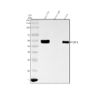 Immunoprecipitating POLR1E in RT4 whole cell lysate. Western blot analysis of POLR1E using anti-POLR1E antibody. Lane 1: RT4 whole cell lysates (30ug), Lane 2: Rabbit control IgG instead of anti-POLR1E antibody in RT4 whole cell lysate, Lane 3: anti-POLR1E antibody (2ug) + RT4 whole cell lysate (500ug). After electrophoresis, proteins were transferred to a membrane. Then the membrane was incubated with rabbit anti-POLR1E antibody at a dilution of 0.5 ug/ml and probed with a goat anti-rabbit IgG-HRP secondary antibody. The signal is developed using ECL Plus Western Blotting Substrate. The expected band at ~50 kDa appears as a doublet in the input and immunoprecipitated samples, consistent with reported phosphorylation-dependent variants of POLR1E.