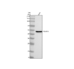 Western blot analysis of POLR1E using anti-POLR1E antibody. Electrophoresis was performed on a 10% SDS-PAGE gel at 80V (Stacking gel) / 120V (Resolving gel) for 2 hours. Lane 1: human Hela whole cell lysates. After electrophoresis, proteins were transferred to a nitrocellulose membrane at 150 mA for 50-90 minutes. Blocked the membrane with 5% non-fat milk/TBS for 1.5 hour at RT. The membrane was incubated with rabbit anti-POLR1E antibody at 0.5 ug/ml overnight at 4oC, then washed with TBS-0.1%Tween 3 times with 5 minutes each and probed with a goat anti-rabbit IgG-HRP secondary antibody at a dilution of 1:5000 for 1.5 hour at RT. The signal was developed using an ECL Plus Western Blotting Substrate. The expected band at ~50 kDa appears as a doublet, consistent with reported phosphorylation-dependent variants of POLR1E.