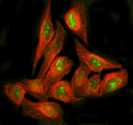 Immunofluorescent staining of POLR1E using anti-POLR1E antibody (green) and anti-Beta Tubulin antibody (red). POLR1E was detected in an immunocytochemical section of U2OS cells. Enzyme antigen retrieval was performed using IHC enzyme antigen retrieval reagent for 15 mins. The cells were blocked with 10% goat serum. And then incubated with 5 ug/ml rabbit anti-POLR1E antibody and mouse anti-Beta Tubulin antibody overnight at 4oC. DyLight 488 Conjugated Goat Anti-Rabbit IgG and Cy3 Conjugated Goat Anti-Mouse IgG were used as secondary antibody at 1:500 dilution and incubated for 30 minutes at 37oC. Visualize using a fluorescence microscope and filter sets appropriate for the label used.