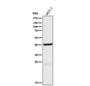 Human MCF7 cell lysate tested with the CTSH antibody at 1:1000 dilution for 1 hour at room temperature. Predicted molecular weight ~37 kDa.