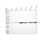 Western blot analysis of ADH6 using anti-ADH6 antibody. Lane 1: human K562 whole cell lysates, Lane 2: human HepG2 whole cell lysates, Lane 3: rat liver tissue lysates, Lane 4: rat kidney tissue lysates, Lane 5: mouse liver tissue lysates, Lane 6: mouse kidney tissue lysates. After electrophoresis, proteins were transferred to a nitrocellulose membrane at 150 mA for 50-90 minutes. Blocked the membrane with 5% non-fat milk/TBS for 1.5 hour at RT. The membrane was incubated with rabbit anti-ADH6 antibody at 0.5 ug/ml overnight at 4oC, then washed with TBS-0.1%Tween 3 times with 5 minutes each and probed with a goat anti-rabbit IgG-HRP secondary antibody at a dilution of 1:5000 for 1.5 hour at RT. The signal was developed using enhanced chemiluminescent. A specific band was detected for ADH6 at approximately 39 kDa. The expected molecular weight of ADH6 is ~39 kDa.