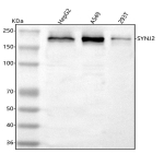 Western blot analysis of SYNJ2 using anti-SYNJ2 antibody. Lane 1: human HepG2 whole cell lysates, Lane 2: human whole cell lysates, Lane 3: human 293T whole cell lysates. After electrophoresis, proteins were transferred to a nitrocellulose membrane at 150 mA for 50-90 minutes. Blocked the membrane with 5% non-fat milk/TBS for 1.5 hour at RT. The membrane was incubated with rabbit anti-SYNJ2 antibody at 0.5 ug/ml overnight at 4oC, then washed with TBS-0.1%Tween 3 times with 5 minutes each and probed with a goat anti-rabbit IgG-HRP secondary antibody at a dilution of 1:5000 for 1.5 hour at RT. The signal was developed using enhanced chemiluminescent. A prominent band is detected near ~200 kDa, consistent with the long synaptojanin-2 isoform and the known higher apparent mobility of this protein family (predicted ~160-180 kDa depending on isoform).