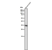 Mouse heart tissue lysate tested with the CASP6 antibody at 1:1000 dilution for 1 hour at room temperature. Expected molecular weight: 34-36 kDa.