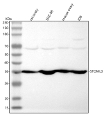 Western blot analysis of STOML3 using anti-STOML3 antibody. Lane 1: rat ovary tissue lysates, Lane 2: rat SHZ-88 whole cell lysates, Lane 3: mouse ovary tissue lysates, Lane 4: mouse ID8 whole cell lysates. After electrophoresis, proteins were transferred to a nitrocellulose membrane at 150 mA for 50-90 minutes. Blocked the membrane with 5% non-fat milk/TBS for 1.5 hour at RT. The membrane was incubated with rabbit anti-STOML3 antibody at 0.5 ug/ml overnight at 4oC, then washed with TBS-0.1%Tween 3 times with 5 minutes each and probed with a goat anti-rabbit IgG-HRP secondary antibody at a dilution of 1:5000 for 1.5 hour at RT. The signal was developed using enhanced chemiluminescent. A specific band was detected for STOML3 at approximately 36 kDa. The expected molecular weight of STOML3 is ~32 kDa.