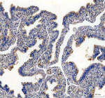 Immunohistochemical staining of STOML3 using anti-STOML3 antibody. STOML3 was detected in a paraffin-embedded section of human fallopian tube tissue. Heat mediated antigen retrieval was performed in EDTA buffer (pH 8.0, epitope retrieval solution). The tissue section was blocked with 10% goat serum. The tissue section was then incubated with 2 ug/ml rabbit anti-STOML3 antibody overnight at 4oC. Peroxidase Conjugated Goat Anti-rabbit IgG was used as secondary antibody and incubated for 30 minutes at 37oC. The tissue section was developed using an HRP secondary and DAB substrate.