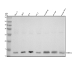 Western blot analysis of TIMM8B using anti-TIMM8B antibody. Electrophoresis was performed on a 12% SDS-PAGE gel at 80V (Stacking gel) / 120V (Resolving gel) for 2 hours. Lane 1: human Caco-2 whole cell lysates, Lane 2: human 293T whole cell lysates, Lane 3: human RT4 whole cell lysates, Lane 4: human PC-3 whole cell lysates, Lane 5: rat kidney tissue lysates, Lane 6: rat liver tissue lysates, Lane 7: mouse liver tissue lysates. After electrophoresis, proteins were transferred to a nitrocellulose membrane at 150 mA for 50-90 minutes. Blocked the membrane with 5% non-fat milk/TBS for 1.5 hour at RT. The membrane was incubated with rabbit anti-TIMM8B antibody at 0.5 ug/ml overnight at 4oC, then washed with TBS-0.1%Tween 3 times with 5 minutes each and probed with a goat anti-rabbit IgG-HRP secondary antibody at a dilution of 1:5000 for 1.5 hour at RT. The signal was developed using an ECL Plus Western Blotting Substrate. A specific band is detected at ~12-13 kDa, which is the typical apparent mobility for the ~9-10 kDa TIMM8B on standard SDS-PAGE. Migration of very small mitochondrial proteins is known to appear slightly heavier due to gel system and processing state.
