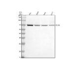 Western blot analysis of PUF-A/KIAA0020/PUM3 using anti-PUM3 antibody. Electrophoresis was performed on a 10% SDS-PAGE gel at 80V (Stacking gel) / 120V (Resolving gel) for 2 hours. Lane 1: human HEL whole cell lysates, Lane 2: human whole cell lysates, Lane 3: human Hela whole cell lysates, Lane 4: human U251 whole cell lysates. After electrophoresis, proteins were transferred to a nitrocellulose membrane at 150 mA for 50-90 minutes. Blocked the membrane with 5% non-fat milk/TBS for 1.5 hour at RT. The membrane was incubated with rabbit anti-PUM3 antibody at 0.5 ug/ml overnight at 4oC, then washed with TBS-0.1%Tween 3 times with 5 minutes each and probed with a goat anti-rabbit IgG-HRP secondary antibody at a dilution of 1:5000 for 1.5 hour at RT. The signal was developed using an ECL Plus Western Blotting Substrate. The expected molecular weight of PUM3 is at ~74 kDa.