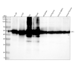 Western blot analysis of LSP1 using anti-LSP1 antibody. Lane 1: human HL-60 whole cell lysates, Lane 2: human U-937 whole cell lysates, Lane 3: human Raji whole cell lysates, Lane 4: human Daudi whole cell lysates, Lane 5: rat spleen tissue lysates, Lane 6: rat thymus tissue lysates, Lane 7: mouse spleen tissue lysates, Lane 8: mouse thymus tissue lysates. After electrophoresis, proteins were transferred to a nitrocellulose membrane at 150 mA for 50-90 minutes. Blocked the membrane with 5% non-fat milk/TBS for 1.5 hour at RT. The membrane was incubated with rabbit anti-LSP1 antibody at 0.25 ug/ml overnight at 4oC, then washed with TBS-0.1%Tween 3 times with 5 minutes each and probed with a goat anti-rabbit IgG-HRP secondary antibody at a dilution of 1:5000 for 1.5 hour at RT. The signal was developed using enhanced chemiluminescent. A predominant band is detected at ~50 kDa, consistent with the phosphorylated form of LSP1 (predicted molecular weight ~37 kDa). The apparent upward shift is characteristic of LSP1's phosphorylation-dependent migration behavior observed in immune cell lysates.