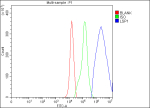 Flow Cytometry analysis of U937 cells using anti-LSP1 antibody. Overlay histogram showing U937 cells stained with (Blue line). The cells were fixed with 4% paraformaldehyde and blocked with 10% normal goat serum. And then incubated with rabbit anti-LSP1 antibody (1 ug/million cells) for 30 min at 20oC. DyLight 488 conjugated goat anti-rabbit IgG (5-10 ug/million cells) was used as secondary antibody for 30 minutes at 20oC. Isotype control antibody (Green line) was rabbit IgG (1 ug/million cells) used under the same conditions. Unlabelled sample (Red line) was also used as a control.