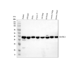 Western blot analysis of MAPK14 using anti- MAPK14 antibody. Electrophoresis was performed on a 10% SDS-PAGE gel at 80V (Stacking gel) / 120V (Resolving gel) for 2 hours. Lane 1: human Jurkat whole cell lysates, Lane 2: human SW620 whole cell lysates, Lane 3: human Hela whole cell lysates, Lane 4: human CACO-2 whole cell lysates, Lane 5: rat lung tissue lysates, Lane 6: rat heart tissue lysates, Lane 7: mouse lung tissue lysates, Lane 8: mouse heart tissue lysates. After electrophoresis, proteins were transferred to a nitrocellulose membrane at 150 mA for 50-90 minutes. Blocked the membrane with 5% non-fat milk/TBS for 1.5 hour at RT. The membrane was incubated with rabbit anti- MAPK14 antibody at 0.5 ug/ml overnight at 4oC, then washed with TBS-0.1%Tween 3 times with 5 minutes each and probed with a goat anti-rabbit IgG-HRP secondary antibody at a dilution of 1:5000 for 1.5 hour at RT. The signal is developed using an ECL Plus Western Blotting Substratewith Tanon 5200 system. A major band is detected at ~38 kDa, consistent with the active phosphorylated form of MAPK14 (predicted ~41 kDa), with a weaker lower band near 36 kDa corresponding to dephosphorylated or partially processed species.