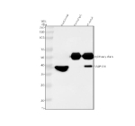 Immunoprecipitating MAPK14 in Jurkat whole cell lysate. Western blot analysis of MAPK14 using anti- MAPK14 antibody; Lane 1: Jurkat whole cell lysates (30ug); Lane 2: Rabbit control IgG instead of anti- MAPK14 antibody in Jurkat whole cell lysate; Lane 3: anti- MAPK14 antibody (2ug) + Jurkat whole cell lysate (500ug). After electrophoresis, proteins were transferred to a membrane. Then the membrane was incubated with rabbit anti- MAPK14 antibody at a dilution of 0.5 ug/ml and probed with a goat anti-rabbit IgG-HRP secondary antibody. The signal is developed using ECL Plus Western Blotting Substrate. A major band is detected at ~38 kDa, consistent with the active phosphorylated form of MAPK14 (predicted ~41 kDa), with a possible weaker lower band near 36 kDa corresponding to dephosphorylated or partially processed species.