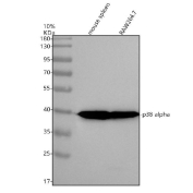 Western blot analysis of MAPK14 was performed using an anti-MAPK14 antibody. Mouse spleen tissue lysates (lane 1) and mouse RAW264.7 whole cell lysates (lane 2) were resolved by SDS-PAGE under reducing conditions and probed with the indicated antibody, revealing a prominent band at approximately 41 kDa corresponding to the predicted molecular weight of MAPK14.