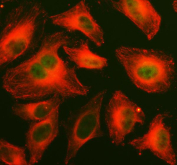 Immunofluorescence analysis of MAPK14 was performed using an anti-MAPK14 antibody together with an anti-Alpha Tubulin antibody. Human HeLa cells were fixed, permeabilized, and stained for MAPK14 (green), which is observed predominantly in the nucleus, while Alpha Tubulin (red) highlights the cytoskeletal architecture to provide cellular context.