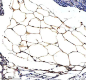 Immunohistochemical staining of SERPINA12 using anti-SERPINA12 antibody. SERPINA12 was detected in a paraffin-embedded section of adipose of mouse ovary tissue. Heat mediated antigen retrieval was performed in EDTA buffer (pH 8.0, epitope retrieval solution). The tissue section was blocked with 10% goat serum. The tissue section was then incubated with 2 ug/ml rabbit anti-SERPINA12 antibody overnight at 4oC. Peroxidase Conjugated Goat Anti-rabbit IgG was used as secondary antibody and incubated for 30 minutes at 37oC. The tissue section was developed using an HRP secondary and DAB substrate.