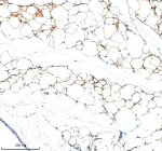 Immunohistochemical staining of SERPINA12 using anti-SERPINA12 antibody. SERPINA12 was detected in a paraffin-embedded section of adipose of rat ovary tissue. Heat mediated antigen retrieval was performed in EDTA buffer (pH 8.0, epitope retrieval solution). The tissue section was blocked with 10% goat serum. The tissue section was then incubated with 2 ug/ml rabbit anti-SERPINA12 antibody overnight at 4oC. Peroxidase Conjugated Goat Anti-rabbit IgG was used as secondary antibody and incubated for 30 minutes at 37oC. The tissue section was developed using an HRP secondary and DAB substrate.