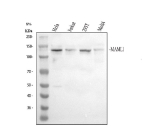 Western blot analysis of MAML1 using anti-MAML1 antibody. Lane 1: human Hela whole cell lysates, Lane 2: human Jurkat whole cell lysates, Lane 3: human 293T whole cell lysates, Lane 4: human MOLT4 whole cell lysates. After electrophoresis, proteins were transferred to a nitrocellulose membrane at 150 mA for 50-90 minutes. Blocked the membrane with 5% non-fat milk/TBS for 1.5 hour at RT. The membrane was incubated with rabbit anti-MAML1 antibody at 0.5 ug/ml overnight at 4oC, then washed with TBS-0.1%Tween 3 times with 5 minutes each and probed with a goat anti-rabbit IgG-HRP secondary antibody at a dilution of 1:5000 for 1.5 hour at RT. The signal was developed using enhanced chemiluminescent. The observed band at ~130 kDa is consistent with the full-length, post-translationally modified form of MAML1 (predicted ~108 kDa), as previously reported for nuclear MAML1 in Notch signaling studies.