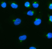 Immunofluorescent staining of Syntaxin 10/STX10 using anti-STX10 antibody (green). Syntaxin 10/STX10 was detected in immunocytochemical section of cells. Enzyme antigen retrieval was performed using IHC enzyme antigen retrieval reagent for 15 mins. The cells were blocked with 10% goat serum. And then incubated with 5ug/ml rabbit anti-STX10 antibody overnight at 4oC. DyLight 488 Conjugated Goat Anti-Rabbit IgG was used as secondary antibody at 1:100 dilution and incubated for 30 minutes at 37oC. The section was counterstained with DAPI nuclear stain (blue). Visualize using a fluorescence microscope and filter sets appropriate for the label used.