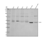 Western blot analysis of PCGF6 using anti-PCGF6 antibody. Electrophoresis was performed on a 10% SDS-PAGE gel at 80V (Stacking gel) / 120V (Resolving gel) for 2 hours. Lane 1: human 293T whole cell lysates, Lane 2: human whole cell lysates, Lane 3: human U251 whole cell lysates, Lane 4: human K562 whole cell lysates, Lane 5: rat testis tissue lysates, Lane 6: mouse testis tissue lysates. After electrophoresis, proteins were transferred to a nitrocellulose membrane at 150 mA for 50-90 minutes. Blocked the membrane with 5% non-fat milk/TBS for 1.5 hour at RT. The membrane was incubated with rabbit anti-PCGF6 antibody at 0.5 ug/ml overnight at 4oC, then washed with TBS-0.1%Tween 3 times with 5 minutes each and probed with a goat anti-rabbit IgG-HRP secondary antibody at a dilution of 1:5000 for 1.5 hour at RT. The signal was developed using an ECL Plus Western Blotting Substrate. Major bands are detected at ~50 kDa in human and ~45 kDa in mouse and rat samples, consistent with post-translationally modified forms of PCGF6 (predicted ~39 kDa). A faint higher band above 70 kDa likely represents Polycomb complexâassociated species.