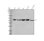 Western blot analysis of SYF2 using anti-SYF2 antibody. Electrophoresis was performed on a 10% SDS-PAGE gel at 80V (Stacking gel) / 120V (Resolving gel) for 2 hours. Lane 1: human 293T whole cell lysates, Lane 2: human K562 whole cell lysates, Lane 3: human HEL whole cell lysates, Lane 4: human SH-SY5Y whole cell lysates, Lane 5: rat heart tissue lysates. After electrophoresis, proteins were transferred to a nitrocellulose membrane at 150 mA for 50-90 minutes. Blocked the membrane with 5% non-fat milk/TBS for 1.5 hour at RT. The membrane was incubated with rabbit anti-SYF2 antibody at 0.5 ug/ml overnight at 4oC, then washed with TBS-0.1%Tween 3 times with 5 minutes each and probed with a goat anti-rabbit IgG-HRP secondary antibody at a dilution of 1:5000 for 1.5 hour at RT. The signal was developed using an ECL Plus Western Blotting Substrate. A major band is detected at ~42 kDa in human samples and ~39 kDa in mouse heart, consistent with the known post-translationally modified and electrophoretically retarded form of SYF2 (predicted ~29 kDa).