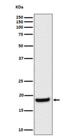 Western blot analysis of eIF1A expression in human HeLa cell lysate using EIF1AX antibody. Predicted molecular weight ~16 kDa.