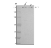 Western blot analysis of TRIP11 using anti-TRIP11 antibody. Electrophoresis was performed on a 8% SDS-PAGE gel at 80V (Stacking gel) / 120V (Resolving gel) for 2 hours. Lane 1: human MCF-7 whole cell lysates, Lane 2: rat C6 whole cell lysates. After electrophoresis, proteins were transferred to a nitrocellulose membrane at 150 mA for 50-90 minutes. Blocked the membrane with 5% non-fat milk/TBS for 1.5 hour at RT. The membrane was incubated with rabbit anti-TRIP11 antibody at 0.5 ug/ml overnight at 4oC, then washed with TBS-0.1%Tween 3 times with 5 minutes each and probed with a goat anti-rabbit IgG-HRP secondary antibody at a dilution of 1:5000 for 1.5 hour at RT. The signal was developed using an ECL Plus Western Blotting Substrate. A major band is observed just above the 250 kDa marker, consistent with the expected full-length TRIP11 protein (predicted ~228 kDa) and its known slower electrophoretic migration due to coiled-coil structure and post-translational modifications.