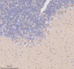 Immunohistochemical staining of TIGAR using anti-TIGAR antibody. TIGAR was detected in a paraffin-embedded section of rat cerebellum tissue. Heat mediated antigen retrieval was performed in EDTA buffer (pH 8.0, epitope retrieval solution). The tissue section was blocked with 10% goat serum. The tissue section was then incubated with 2 ug/ml rabbit anti-TIGAR antibody overnight at 4oC. Peroxidase Conjugated Goat Anti-rabbit IgG was used as secondary antibody and incubated for 30 minutes at 37oC. The tissue section was developed using an HRP secondary and DAB substrate.