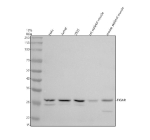 Western blot analysis of TIGAR using anti-TIGAR antibody. Electrophoresis was performed on a 10% SDS-PAGE gel at 80V (Stacking gel) / 120V (Resolving gel) for 2 hours. Lane 1: human Hela whole cell lysates, Lane 2: human Jurkat whole cell lysates, Lane 3: human 293T whole cell lysates, Lane 4: rat skeletal muscle tissue lysates, Lane 5: mouse skeletal muscle tissue lysates. After electrophoresis, proteins were transferred to a nitrocellulose membrane at 150 mA for 50-90 minutes. Blocked the membrane with 5% non-fat milk/TBS for 1.5 hour at RT. The membrane was incubated with rabbit anti-TIGAR antibody at 0.5 ug/ml overnight at 4oC, then washed with TBS-0.1%Tween 3 times with 5 minutes each and probed with a goat anti-rabbit IgG-HRP secondary antibody at a dilution of 1:5000 for 1.5 hour at RT. The signal was developed using an ECL Plus Western Blotting Substrate. A specific band was detected for TIGAR at approximately 30 kDa. The expected molecular weight of TIGAR is ~30 kDa.