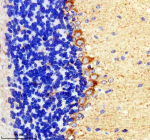 Immunohistochemical staining of TIGAR using anti-TIGAR antibody. TIGAR was detected in a paraffin-embedded section of mouse cerebellum tissue. Heat mediated antigen retrieval was performed in EDTA buffer (pH 8.0, epitope retrieval solution). The tissue section was blocked with 10% goat serum. The tissue section was then incubated with 2 ug/ml rabbit anti-TIGAR antibody overnight at 4oC. Peroxidase Conjugated Goat Anti-rabbit IgG was used as secondary antibody and incubated for 30 minutes at 37oC. The tissue section was developed using an HRP secondary and DAB substrate.