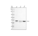Western blot analysis of OSTM1 using anti-OSTM1 antibody. Electrophoresis was performed on a 10% SDS-PAGE gel at 80V (Stacking gel) / 120V (Resolving gel) for 2 hours. Lane 1: human Raji whole cell lysates, Lane 2: human U251 whole cell lysates, Lane 3: human whole cell lysates. After electrophoresis, proteins were transferred to a nitrocellulose membrane at 150 mA for 50-90 minutes. Blocked the membrane with 5% non-fat milk/TBS for 1.5 hour at RT. The membrane was incubated with rabbit anti-OSTM1 antibody at 0.5 ug/ml overnight at 4oC, then washed with TBS-0.1%Tween 3 times with 5 minutes each and probed with a goat anti-rabbit IgG-HRP secondary antibody at a dilution of 1:5000 for 1.5 hour at RT. The signal was developed using an ECL Plus Western Blotting Substrate. A strong band is detected near the expected ~37 kDa size, corresponding to the mature glycosylated form of OSTM1, along with a faint lower band around 35 kDa likely representing a partially processed species.