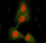 Immunofluorescent staining of STAT5A/B using anti-STAT5A/B antibody (red) and anti-Beta Tubulin antibody (green). STAT5A/B was detected in immunocytochemical section of HELA cell. Enzyme antigen retrieval was performed using IHC enzyme antigen retrieval reagent for 15 mins. The cells were blocked with 10% goat serum. And then incubated with 5 ug/ml rabbit anti-STAT5A/B antibody and mouse anti-Beta Tubulin antibody overnight at 4oC. Cy3 Conjugated Goat Anti-Rabbit IgG and DyLight 488 Conjugated Goat Anti-Mouse IgG were used as secondary antibody at 1:500 dilution and incubated for 30 minutes at 37oC. Visualize using a fluorescence microscope and filter sets appropriate for the label used.